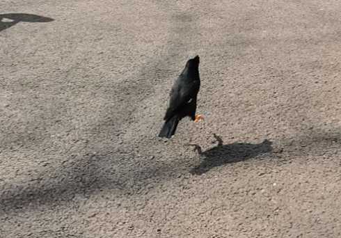 八哥眼睛黑颜色好不