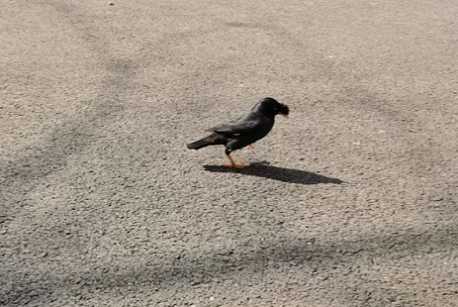 八哥鸟学说话上午几点到几点下午几点到几点是最佳时间