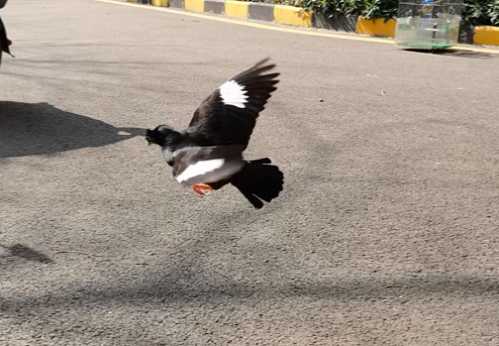 八哥鸟蛋有几种颜色