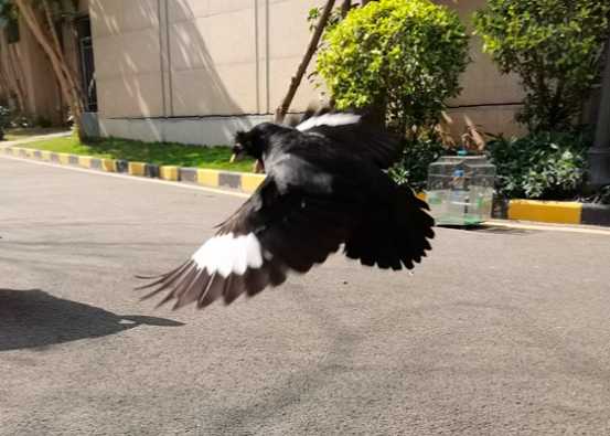 八哥会特别亲近一个人么？