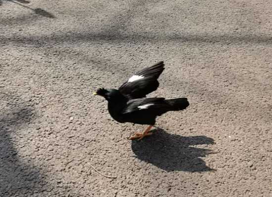 花八哥多少钱一只2019