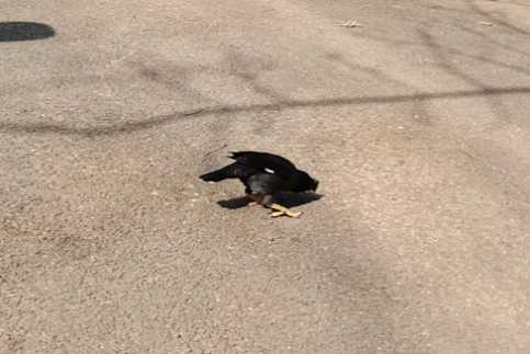 地热能不能养八哥？