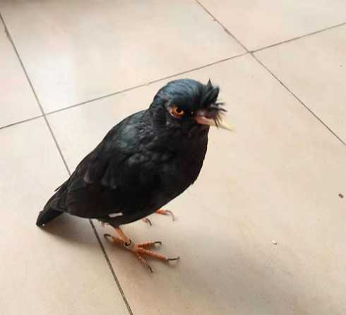 成年的野八哥能教的会说话吗?