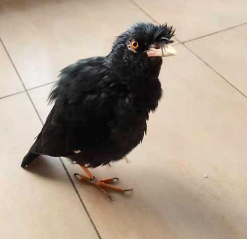 八哥嘴几种颜色