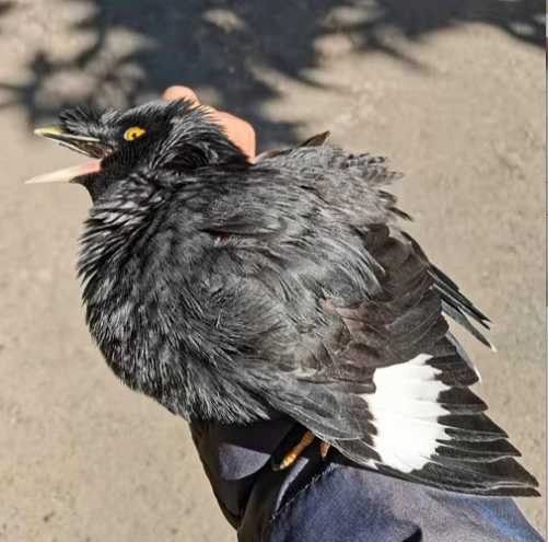 如何驯养八哥鸟?