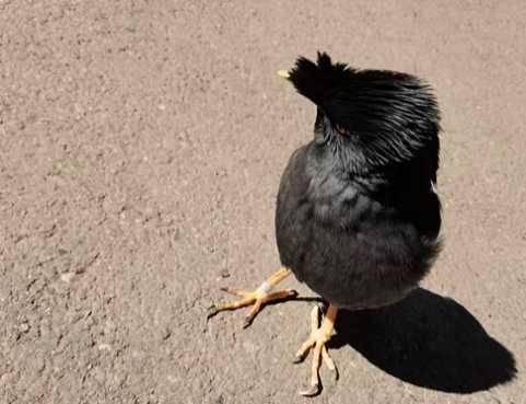 怎样教八哥说话？