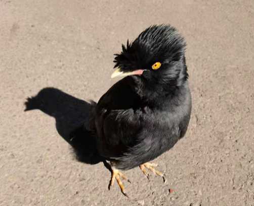 林八哥眼睛是什么颜色