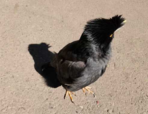 八哥蛋什么样子