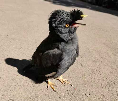 林八哥蛋什么颜色