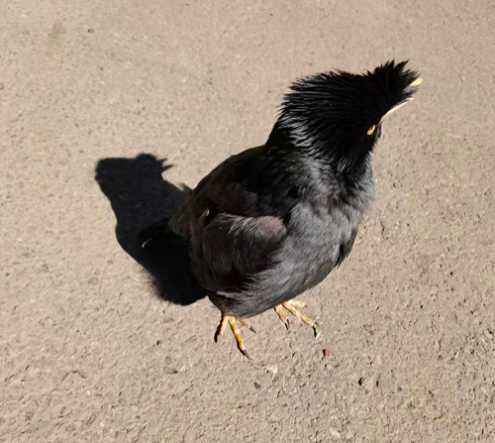 黑八哥孵化多久出壳