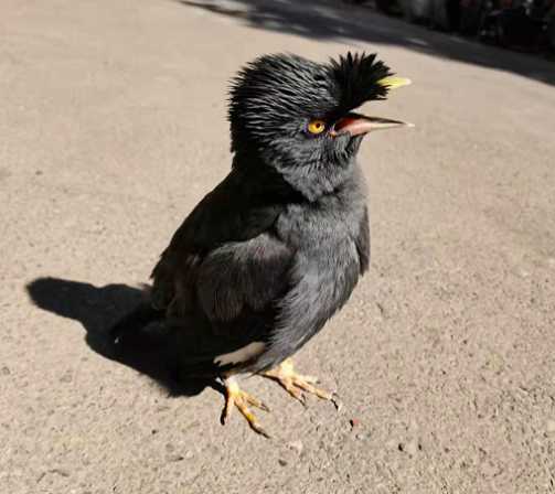 八哥怎么分公母图片