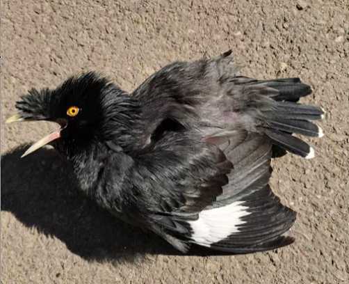 八哥怎么分公母图片