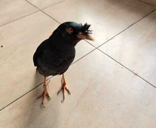 怎样鉴别八哥的公母