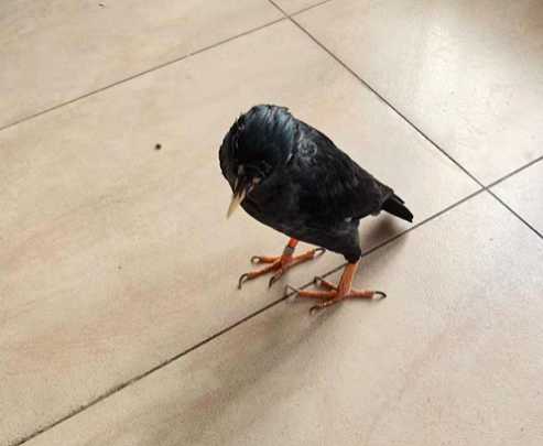 怎样鉴别八哥的公母