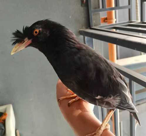 黑八哥孵化多久出壳