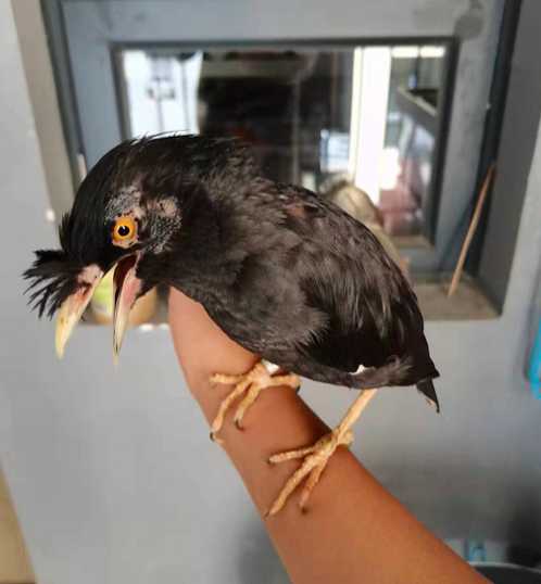 林八哥与黑八哥对比