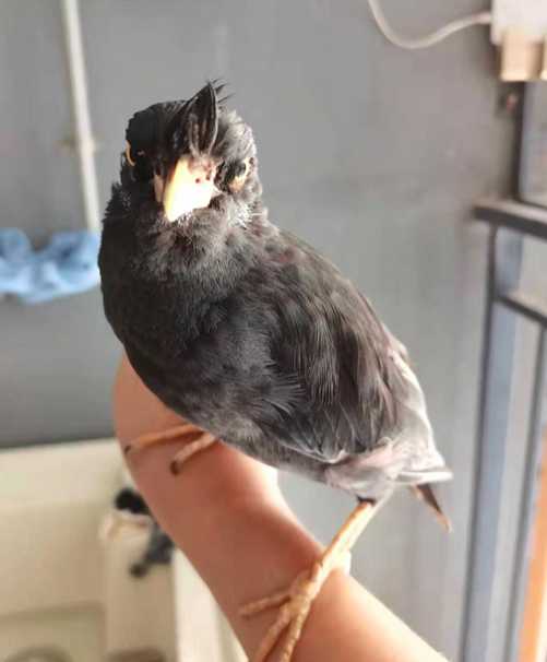 怎样训养成年八哥?