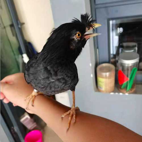 黑八哥孵化多久出壳