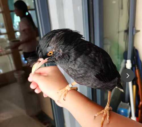 八哥眼睛为什么会变色