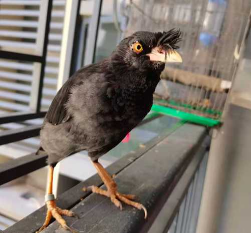 八哥鸟吃什么要能消炎