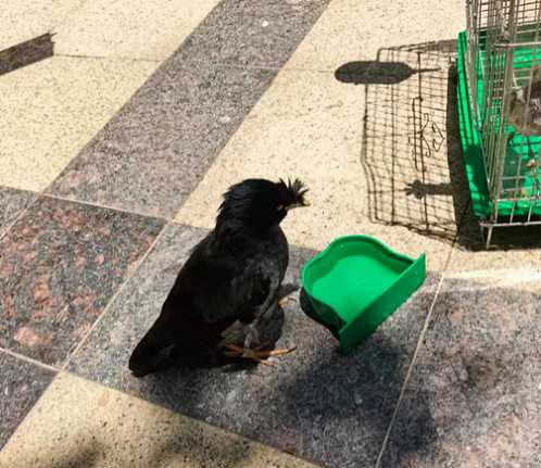 优质八哥嘴是什么颜色