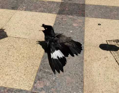 家中养八哥对家中风水有影响吗