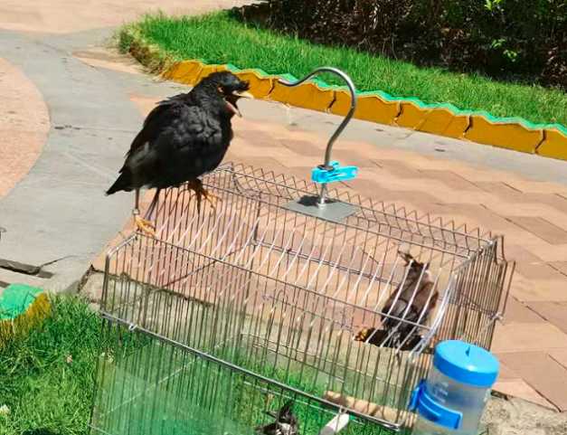 八哥每年繁殖几次