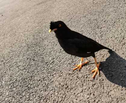 林八哥与黑八哥对比