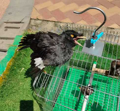 我家八哥说话的视频（不知道发在这边合适不），看看你能听出来几句。