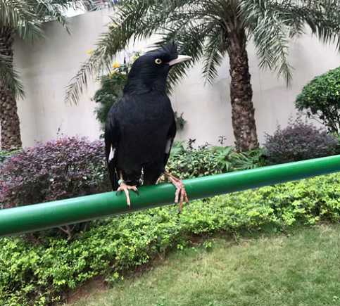 怎样教八哥说话？