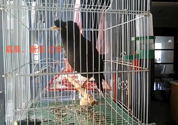 黑八哥孵化多久出壳