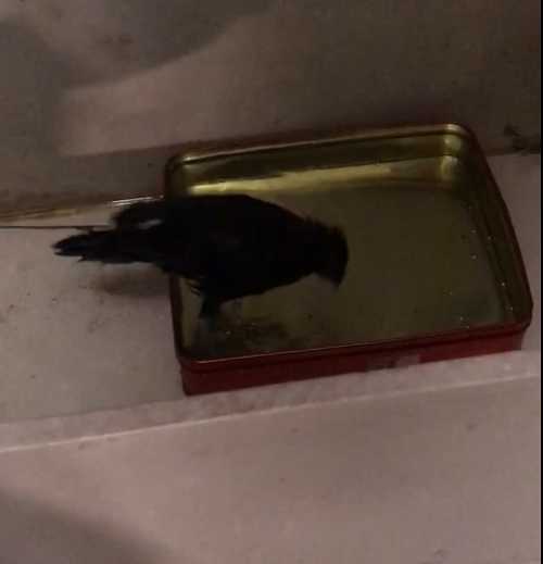 八哥每年繁殖几次