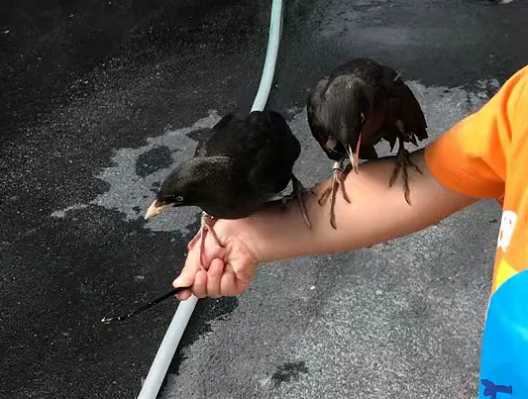 黑八哥孵化多久出壳