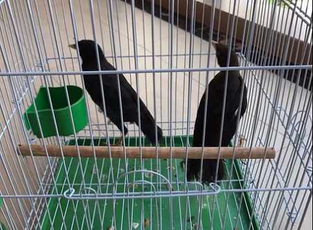 八哥怎么分公母图片