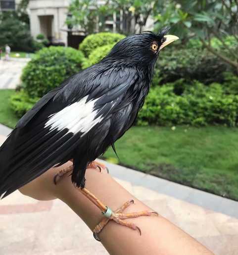 八哥眼睛是绿色的