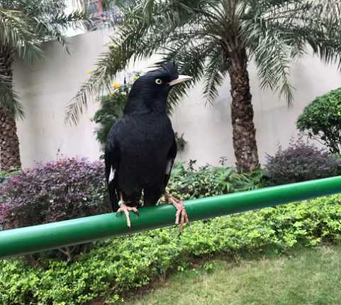 八哥每年繁殖几次