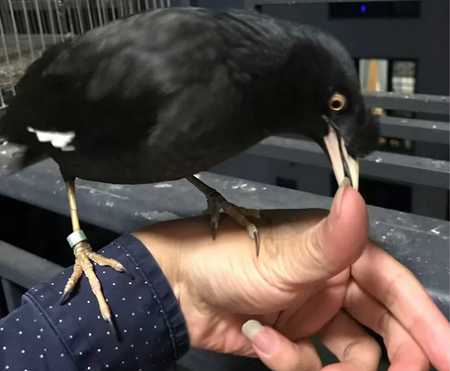 八哥怎么分公母图片