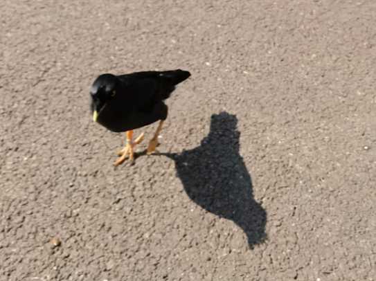 为什么林八哥比黑八哥贵是林八哥好还是黑八哥好