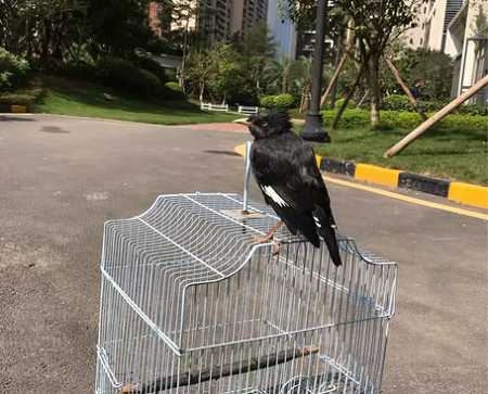 成年八哥可以养熟吗？