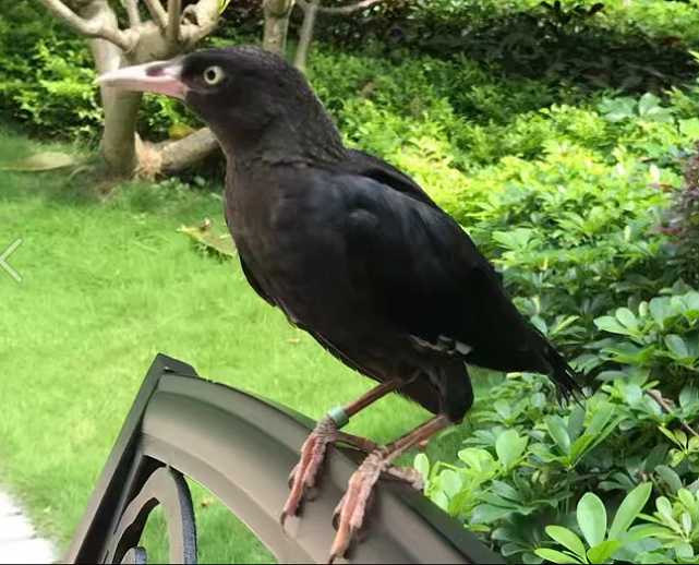 八哥就会鸡鸡的叫不学人说话怎么办