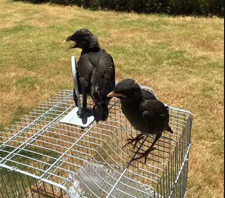 [求助]怎样养好八哥鸟？？