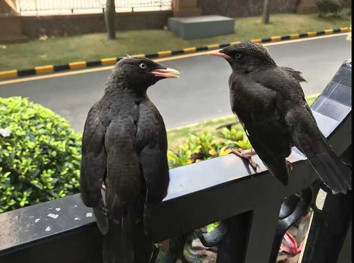 八哥怎么分公母图片