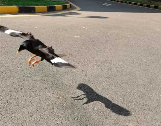 黑八哥蛋是什么颜色呢?