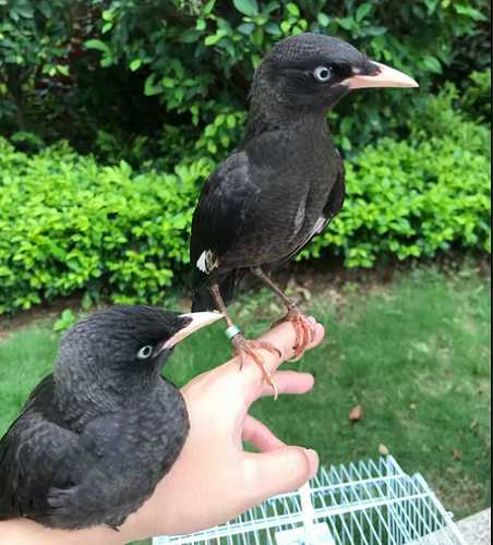 八哥怎么分公母图片