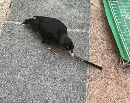 八哥嘴白颜色的为什么