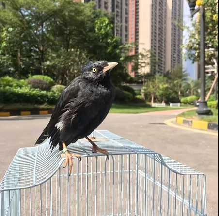 八哥下蛋的颜色