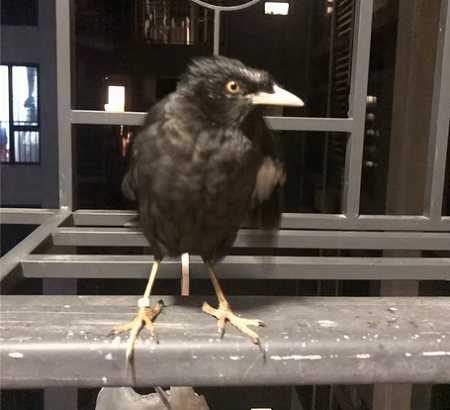 八哥鸟脚有几种颜色