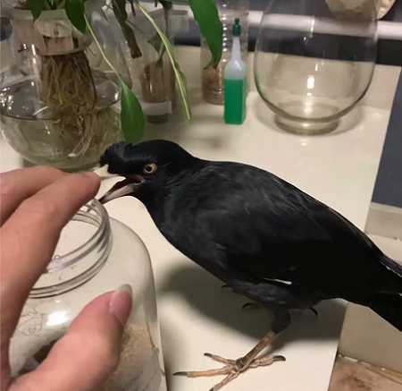 八哥怕人怎么办