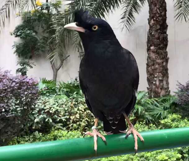 请教：八哥怎么养才好