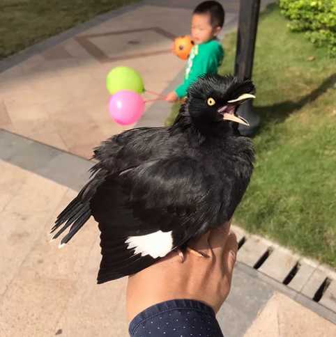 八哥学说话录音下载mp3